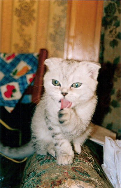 Димин котик Тимочка. 7 октября 2001 г.