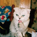 Димин котик Тимочка. 7 октября 2001 г.