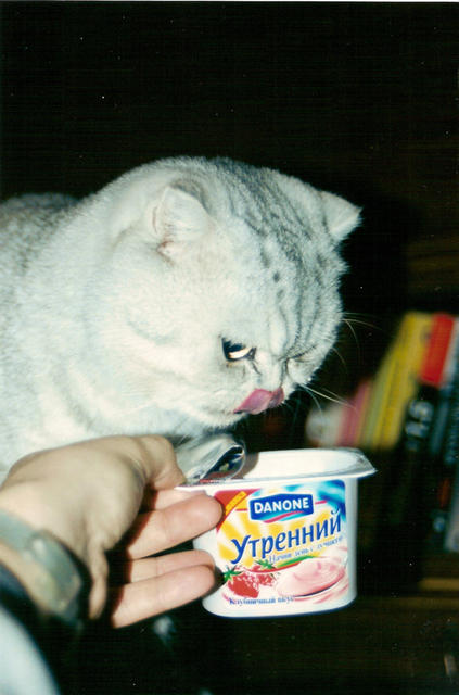 Оливки, йогурт, кофе и пиво - обычная еда этого необычного кота. Тимофей, кот нашего зятя Димы. 3 ноября 2002 г. 