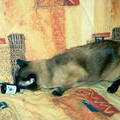 Какой кот не любит валерьянки? Филя 25 января 2003 г. на съемной квартире на Проспекте Мира.