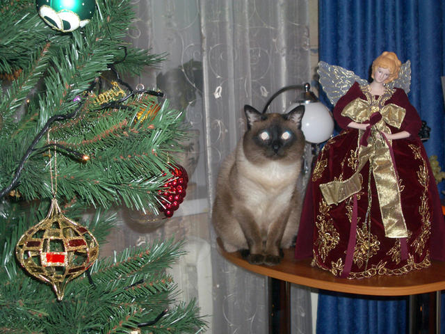 Филя у елки с рождественским ангелом. 31 декабря 2004 г.