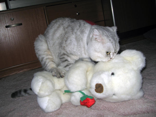 Тима сосредоточил все свои чувства на белой медведице. 25 декабря 2005 г.