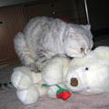 Тима сосредоточил все свои чувства на белой медведице. 25 декабря 2005 г.