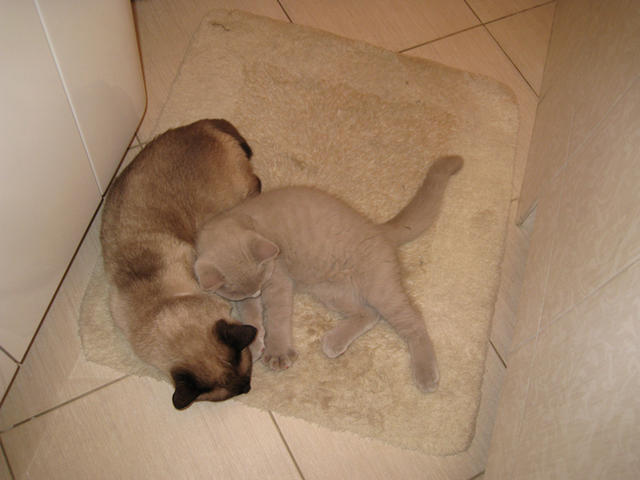 Теплый пол - величайшее достижение человеческой цивилизации (для кошек). Филя и Калли 30 сентября 2008 г.