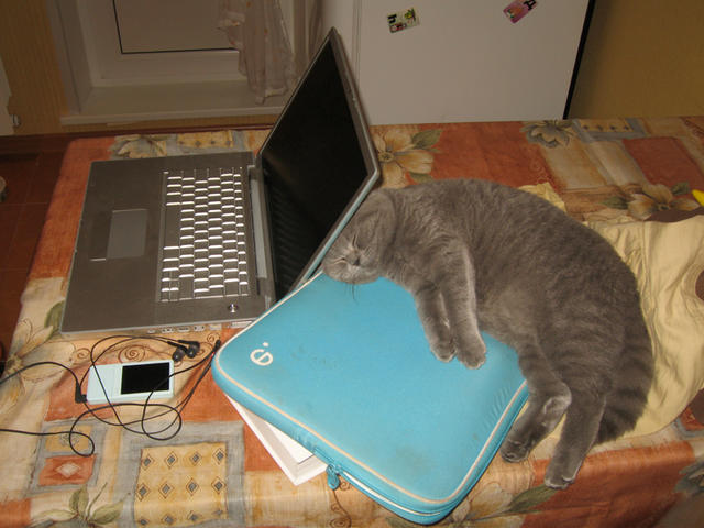Бася тоже любит компьютеры - о них греться хорошо. Королев, 10 октября 2008 г.