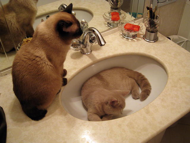 Одно из любимых мест Фили и Калли - раковина в ванной. 14 ноября 2008 г.
