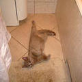 Балетная безупречность линии. Калли в ванной. 16 ноября 2008 г.