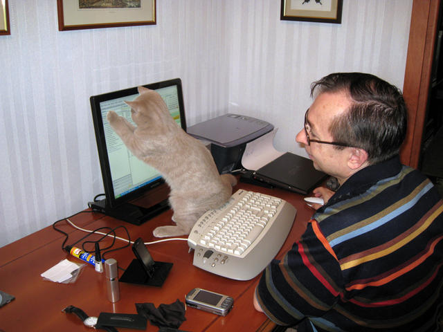 Калличка дружит с вычислительной техникой с младых когтей. 20 ноября 2008 г.