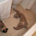 Как в кабинете у гинеколога. Калли с Филей в ванной. 12 марта 2009 г.