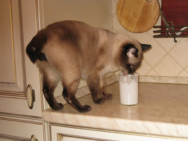Филя всегда мыл посуду за любимым хозяином. У нас дома, 19 марта 2009 г.