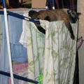 Сёма отдыхает на сушилке с бельем. У нас дома, 19 ноября 2011 г. 