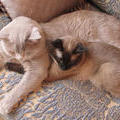  Ребята, давайте жить дружно - как наши коты! Калли и Сёма 23 января 2012 г. 